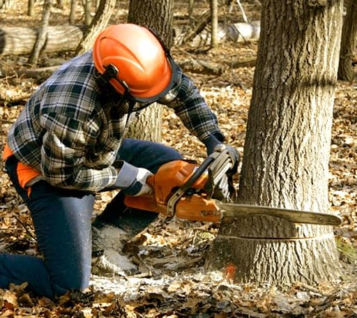 Tree Removal in Annapolis, MD